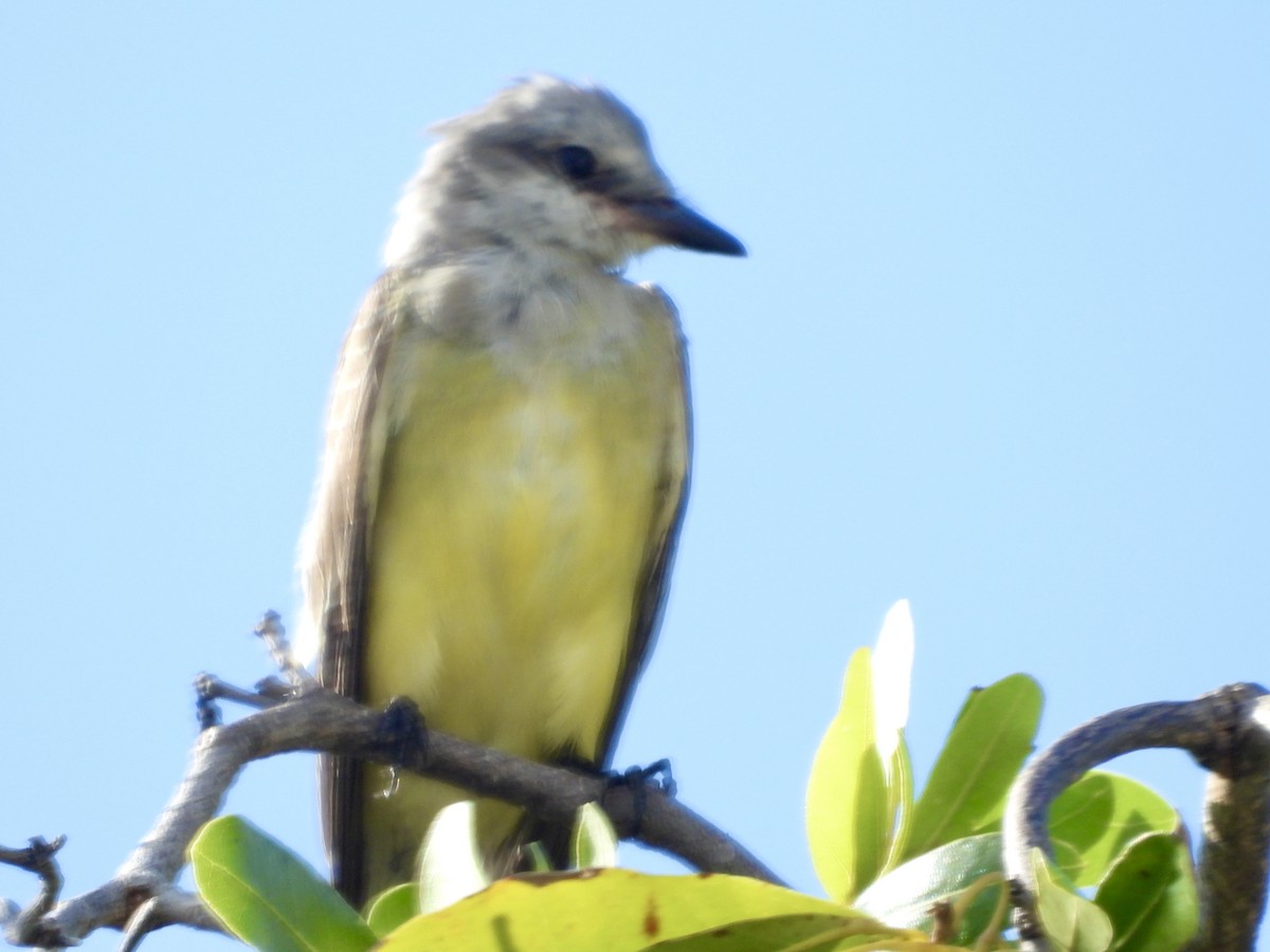 Western Kingbird - ML625596461