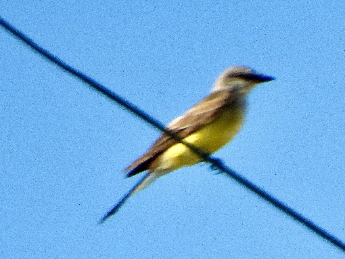 Western Kingbird - ML625596462