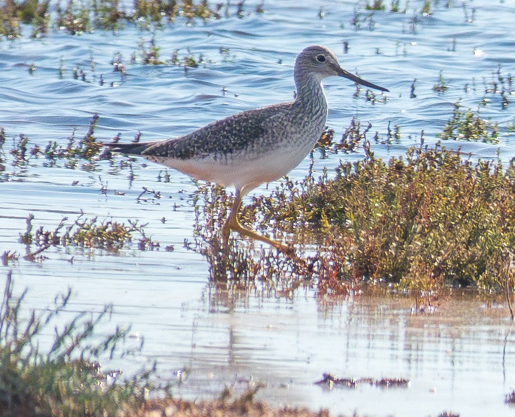 Greater Yellowlegs - ML625596524