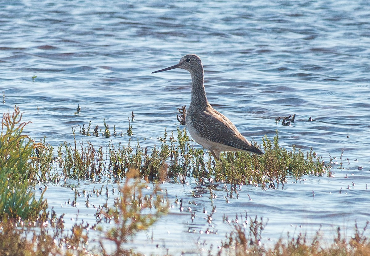 Greater Yellowlegs - ML625596526