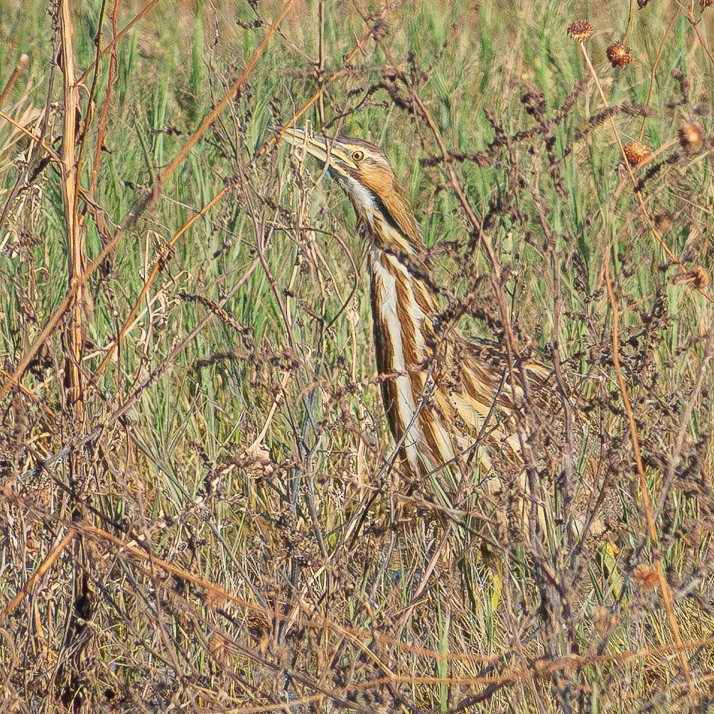 American Bittern - ML625596529