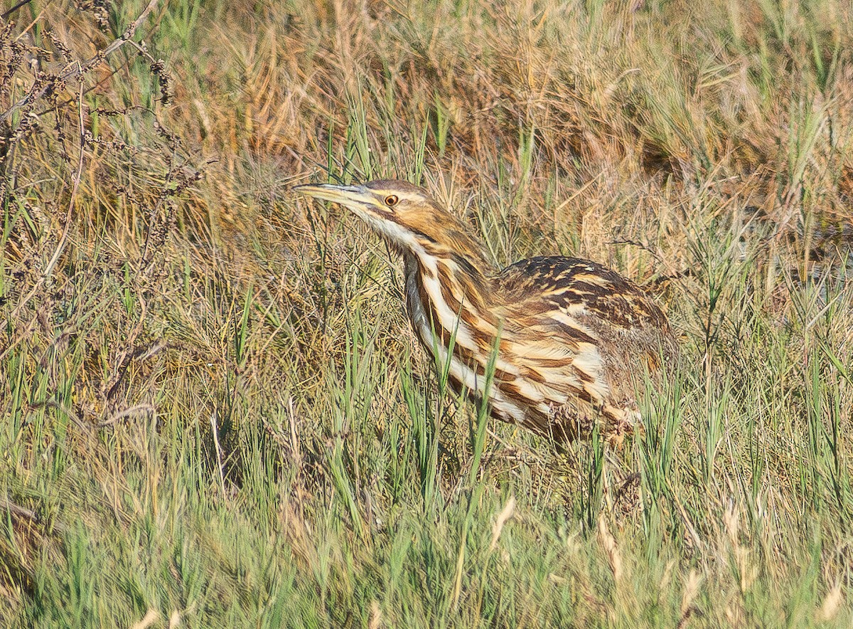 American Bittern - ML625596532