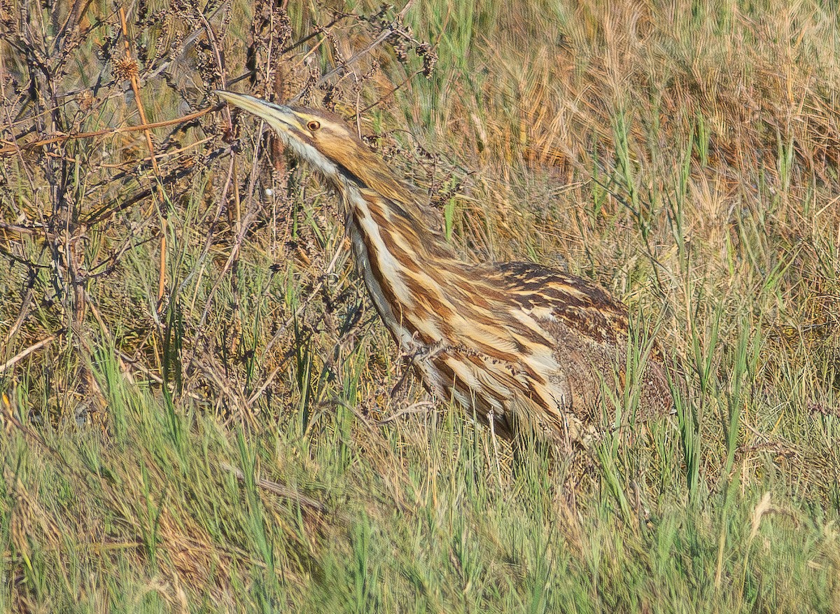 American Bittern - ML625596536