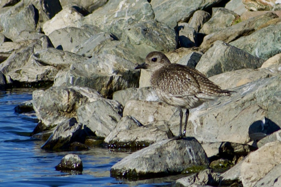 Black-bellied Plover - Philip Fiorio