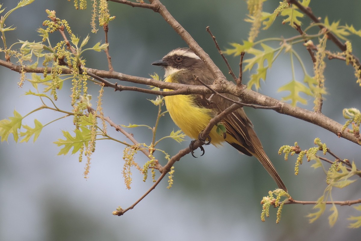 Social Flycatcher - Tom Forwood JR