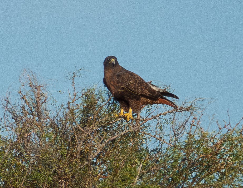 Red-tailed Hawk - ML625596549