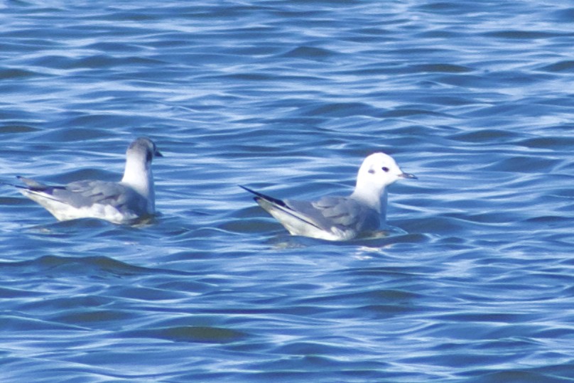 Bonaparte's Gull - ML625596553