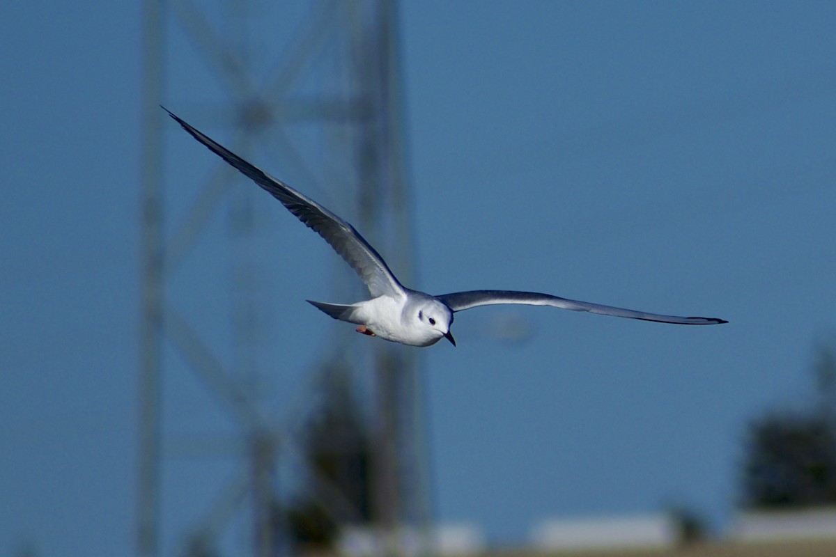 Bonaparte's Gull - ML625596554