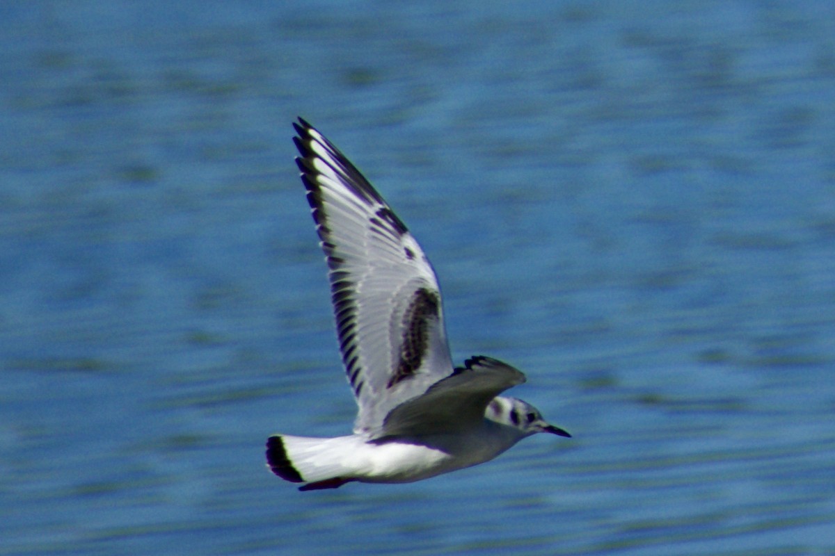 Bonaparte's Gull - ML625596555