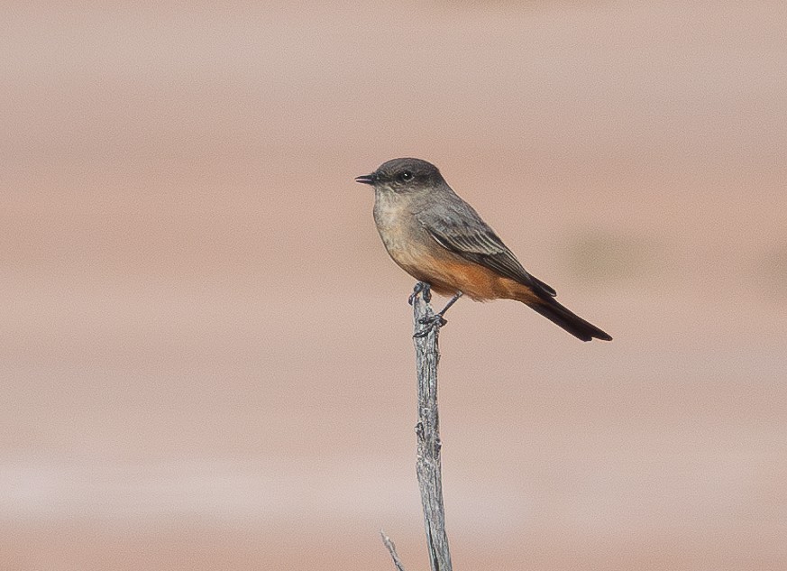 Say's Phoebe - ML625596558