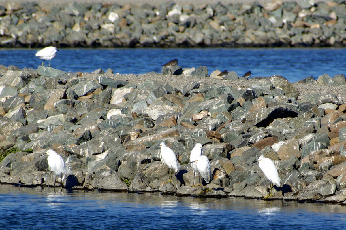 Snowy Egret - ML625596560