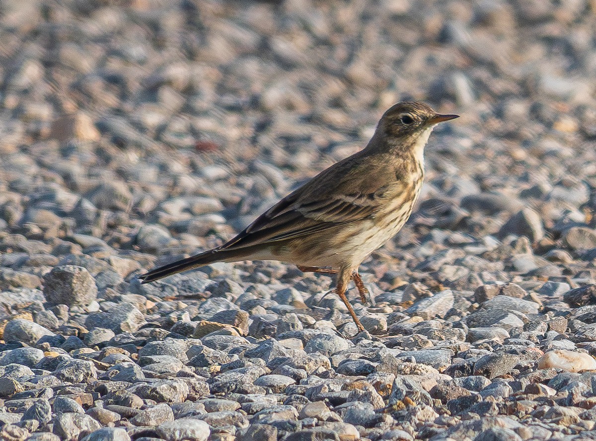 American Pipit - ML625596567