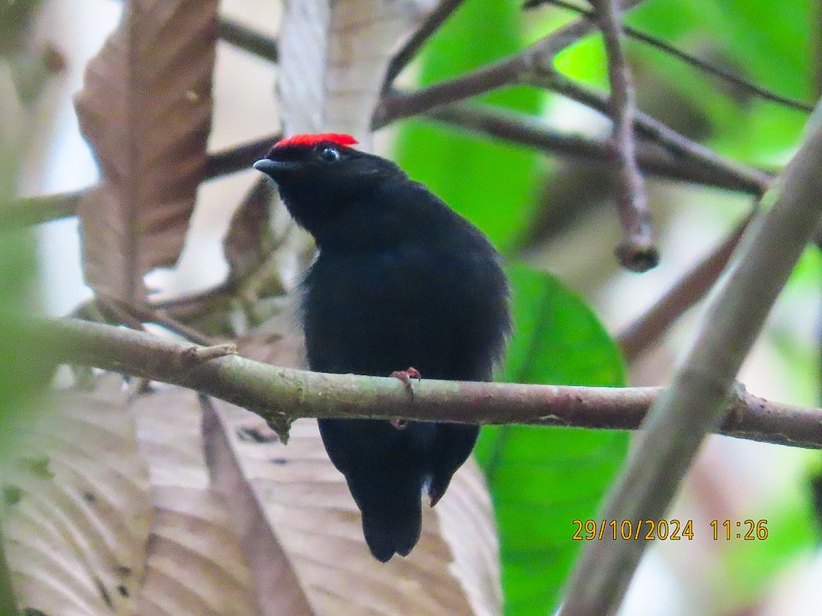 Blue-backed Manakin - ML625596623