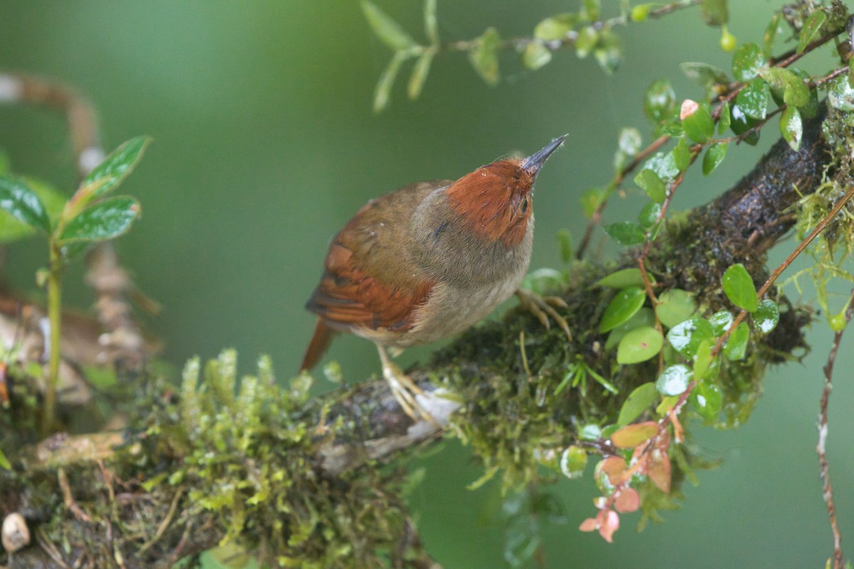 Red-faced Spinetail - ML625596826