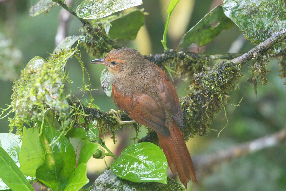 Red-faced Spinetail - ML625596827