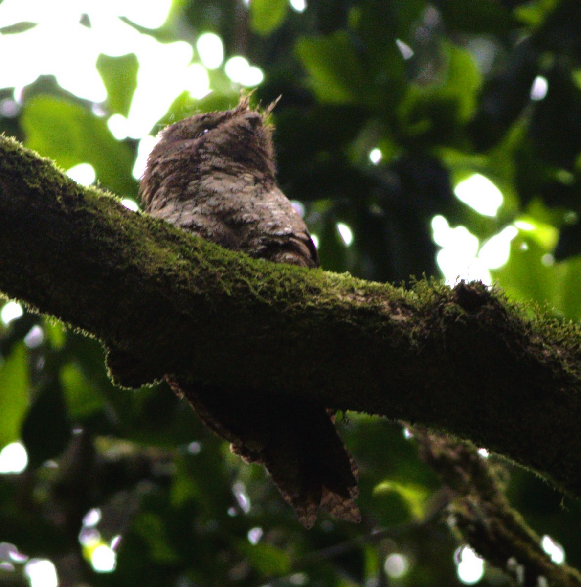 Marbled Frogmouth - ML625596830