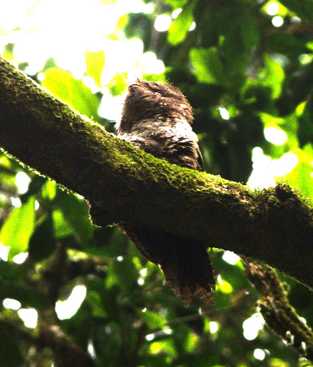 Marbled Frogmouth - ML625596831