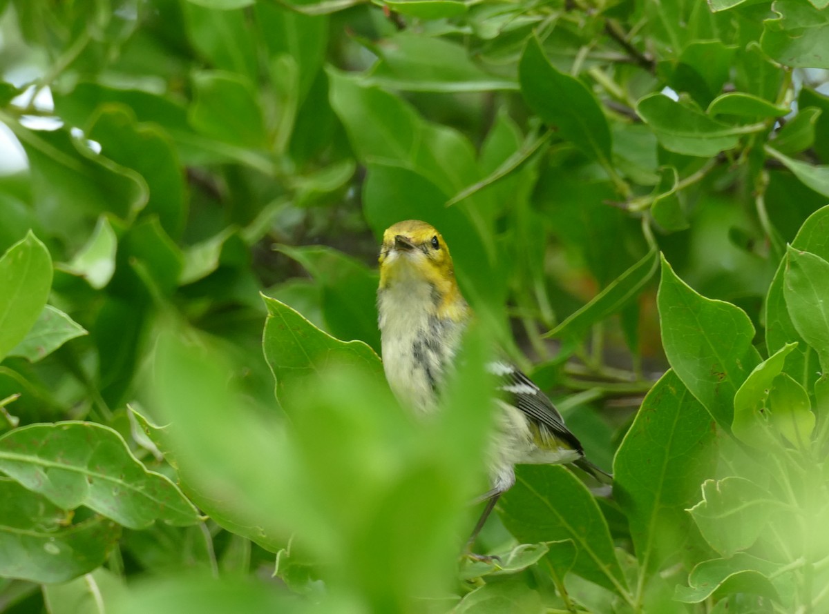 Grünmantel-Waldsänger - ML625596876