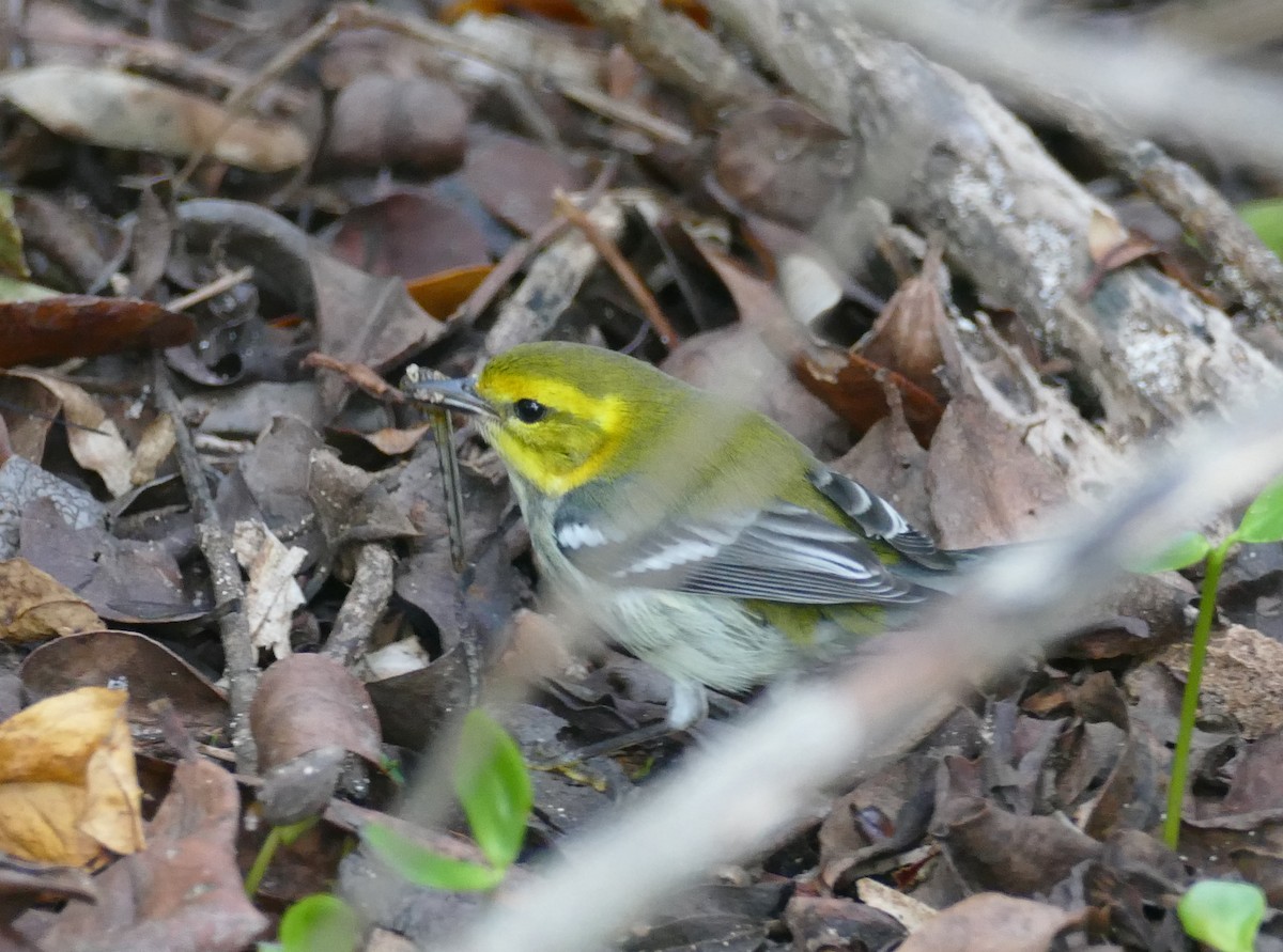 Grünmantel-Waldsänger - ML625596878