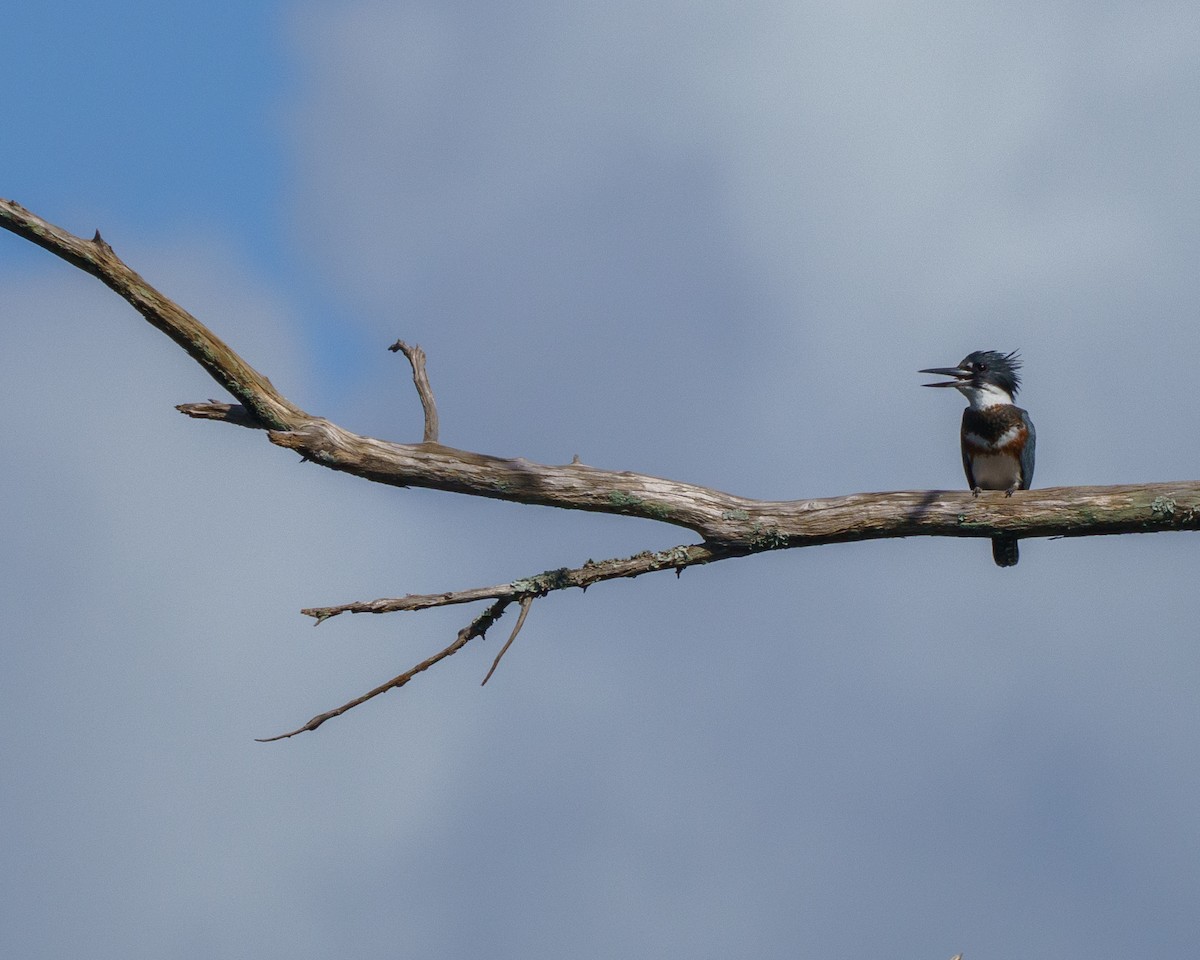 Belted Kingfisher - ML625596965