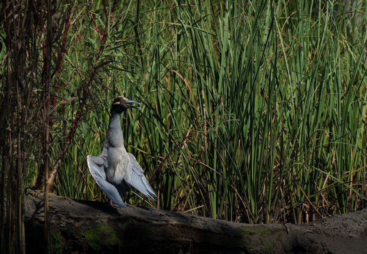 Yellow-crowned Night Heron - daniel powell