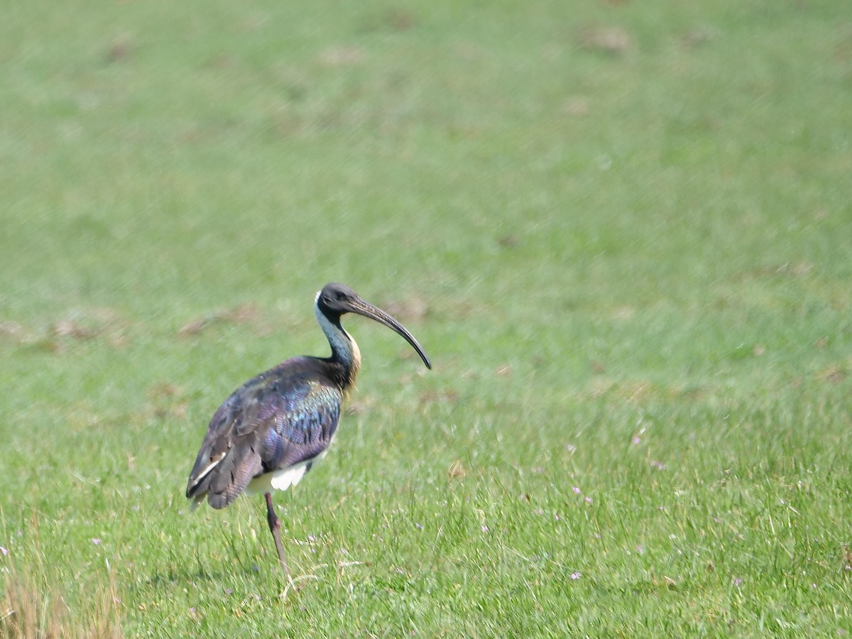 Straw-necked Ibis - ML625596987