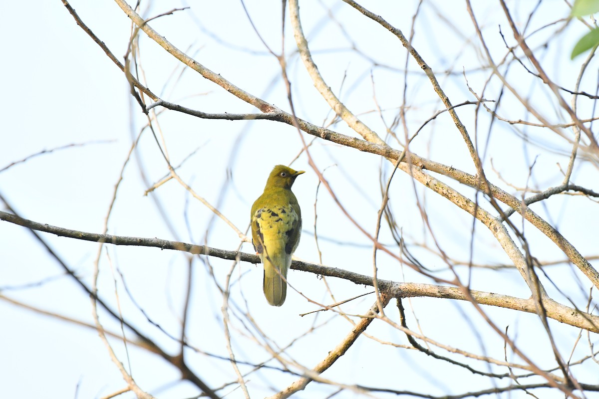 Bulbul Cabecigrís - ML625597042