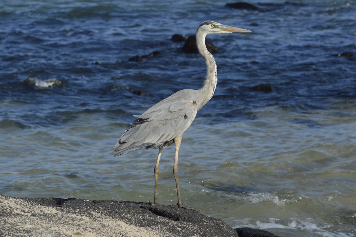 Great Blue Heron - Daniel Martínez