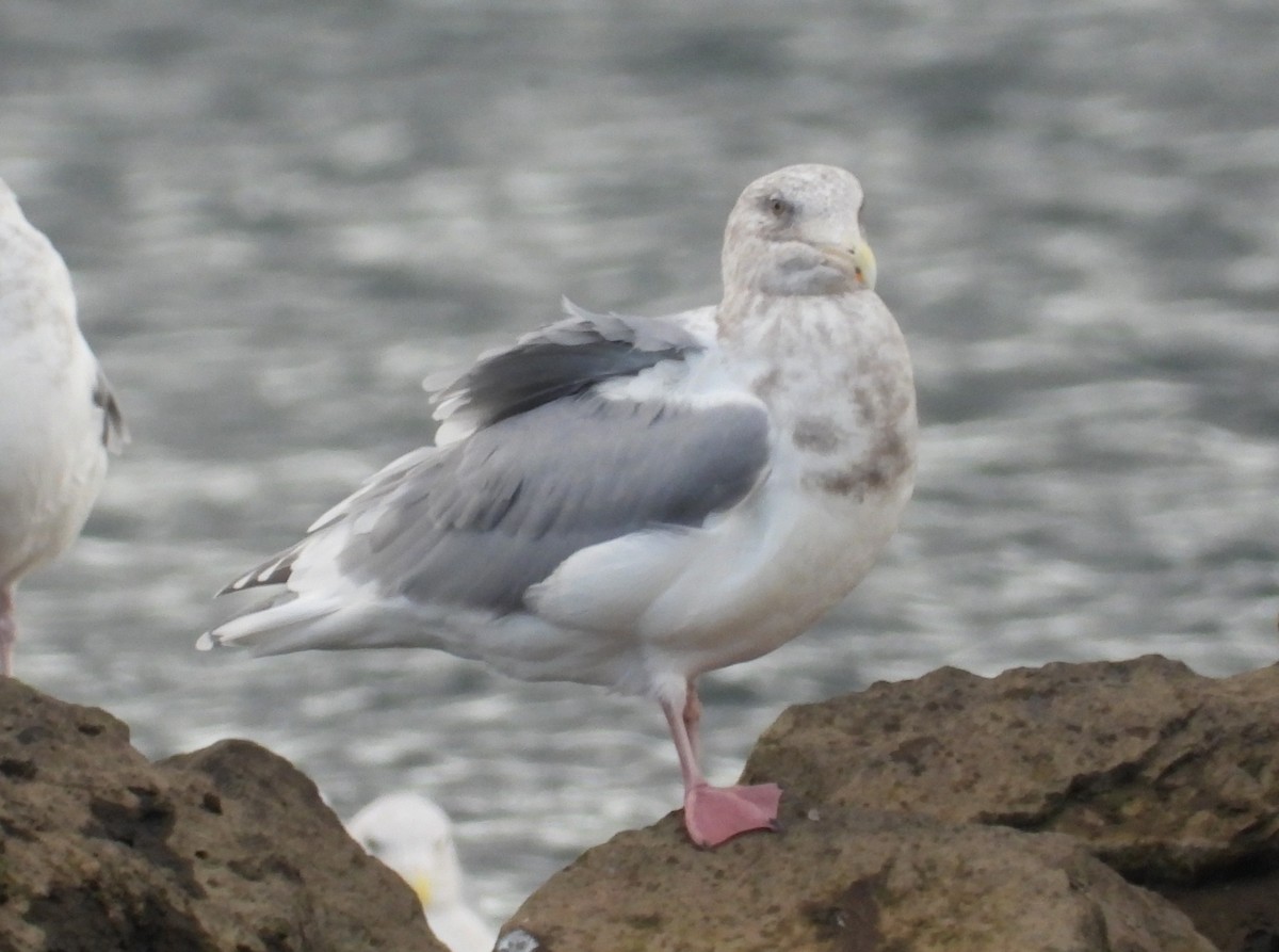 amerikagråmåke x gråvingemåke (hybrid) - ML625597096