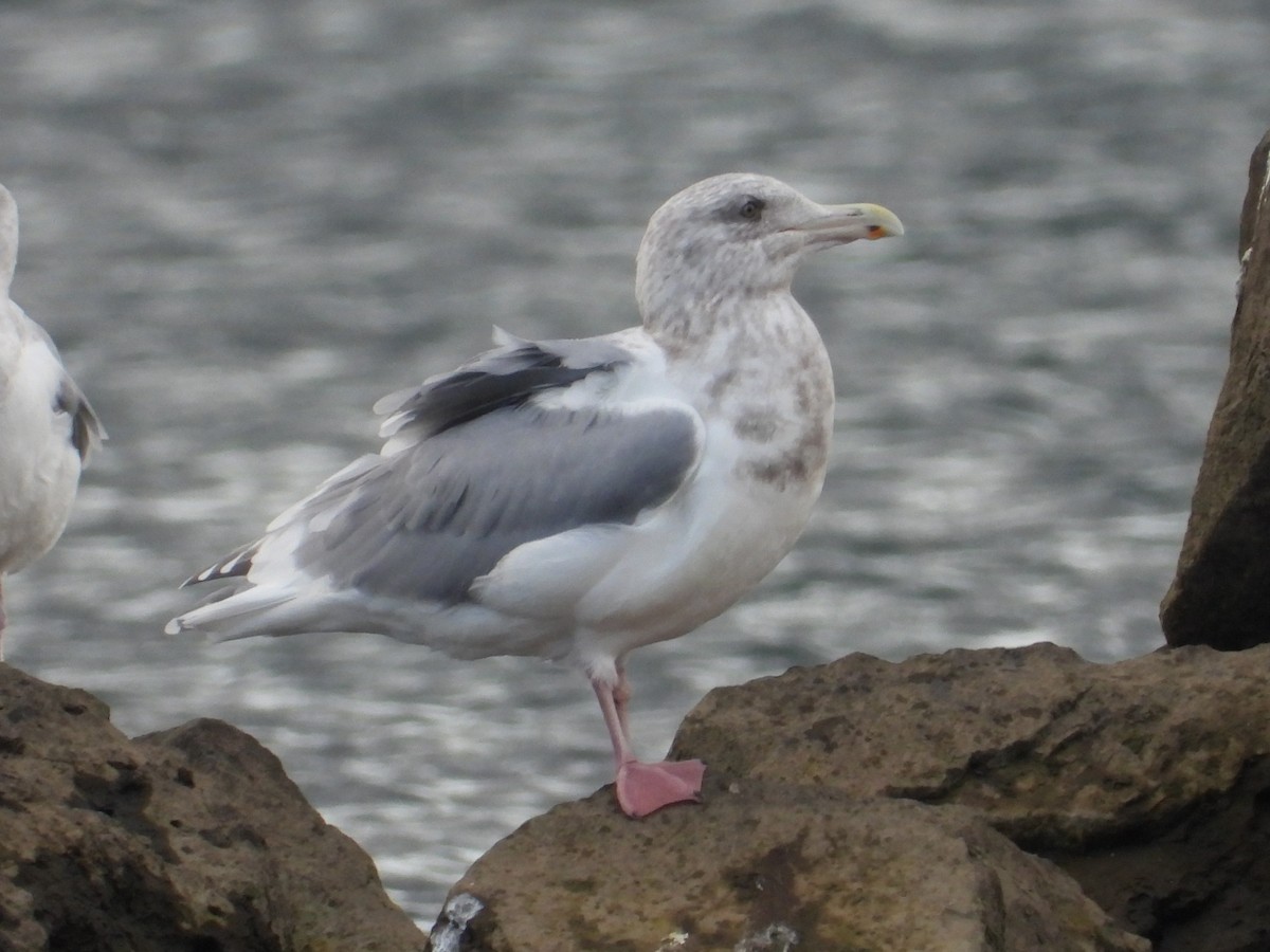 amerikagråmåke x gråvingemåke (hybrid) - ML625597097