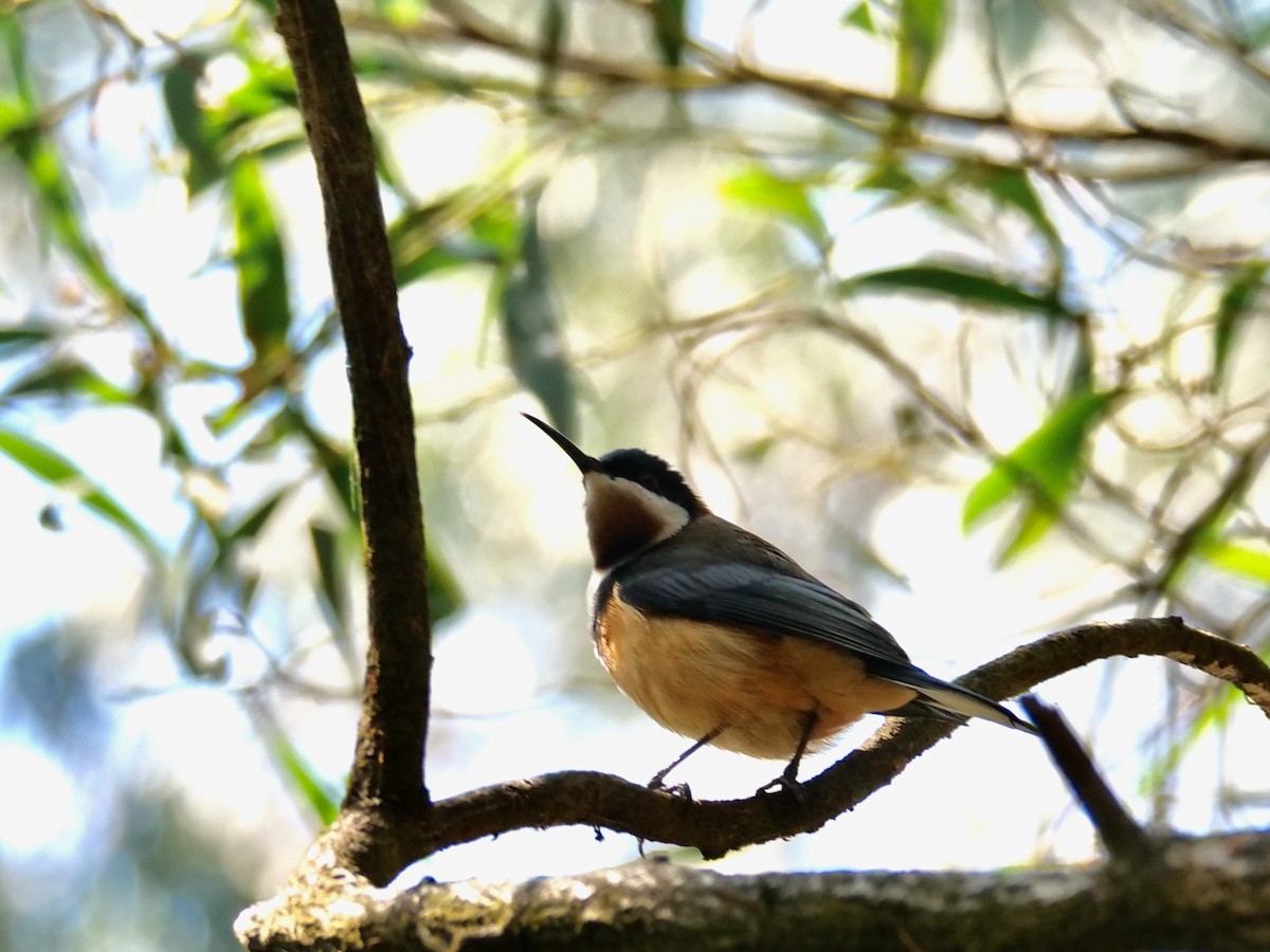 Eastern Spinebill - ML625597101