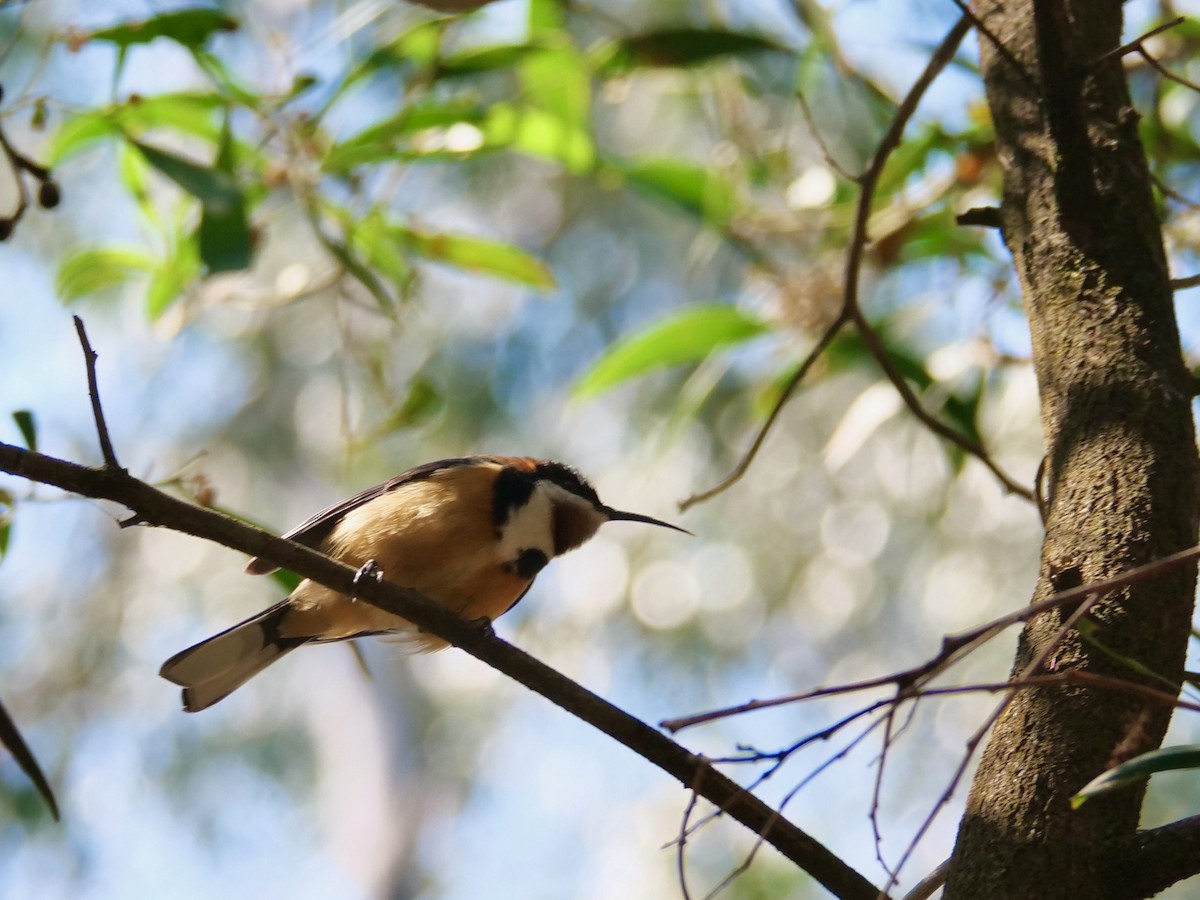 Eastern Spinebill - ML625597106