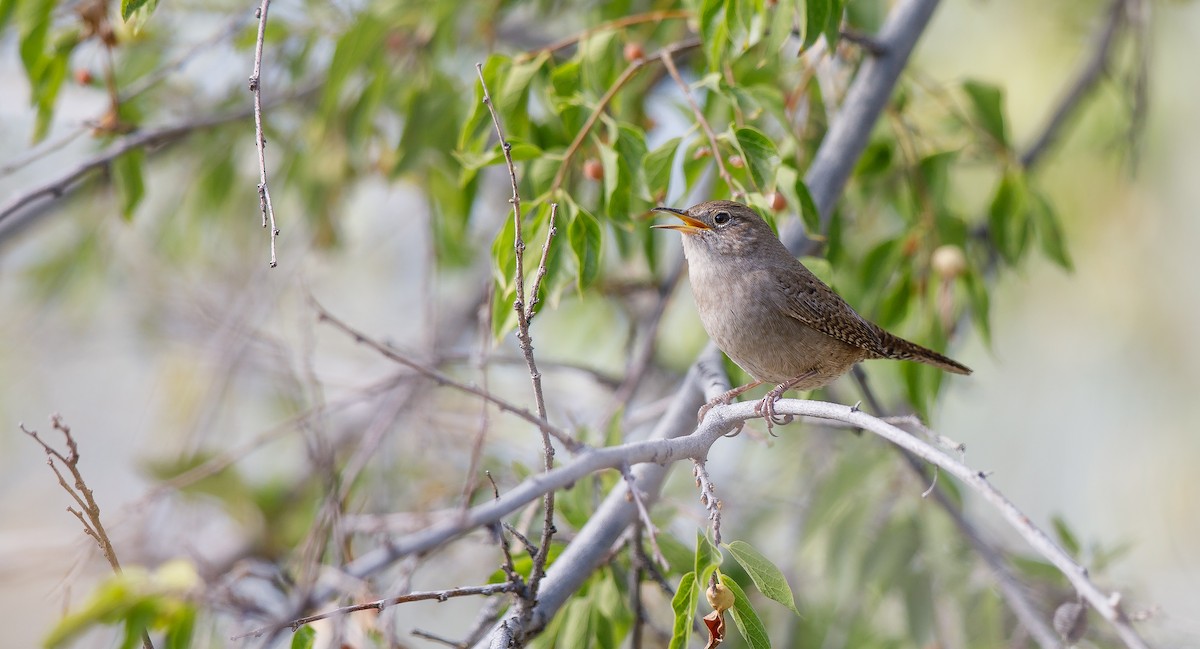 Northern House Wren (Northern) - Michael Sadat