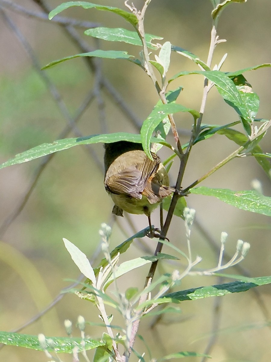 Brown Thornbill - ML625597245