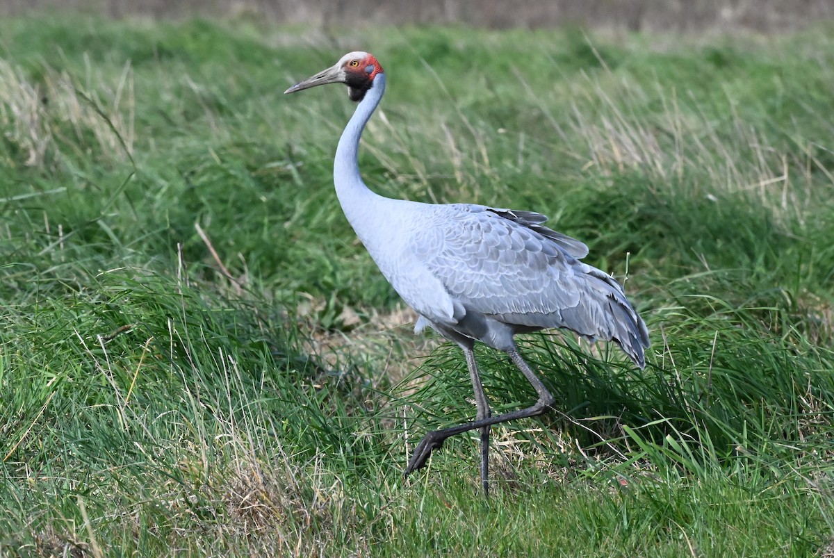 Brolga - Ann Kohlhaas