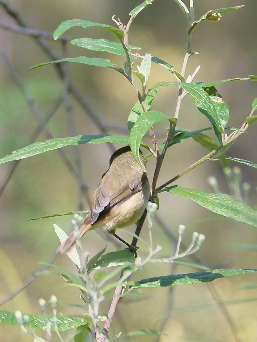 Brown Thornbill - ML625597250