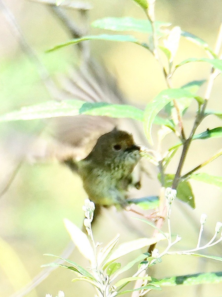 Brown Thornbill - ML625597255
