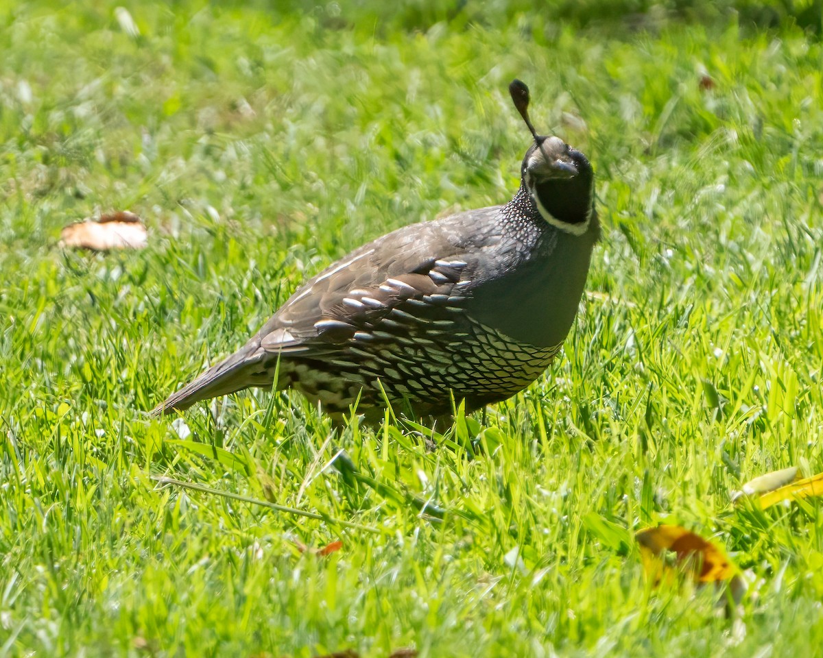 California Quail - ML625597297