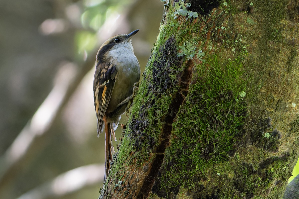 Thorn-tailed Rayadito - ML625597298