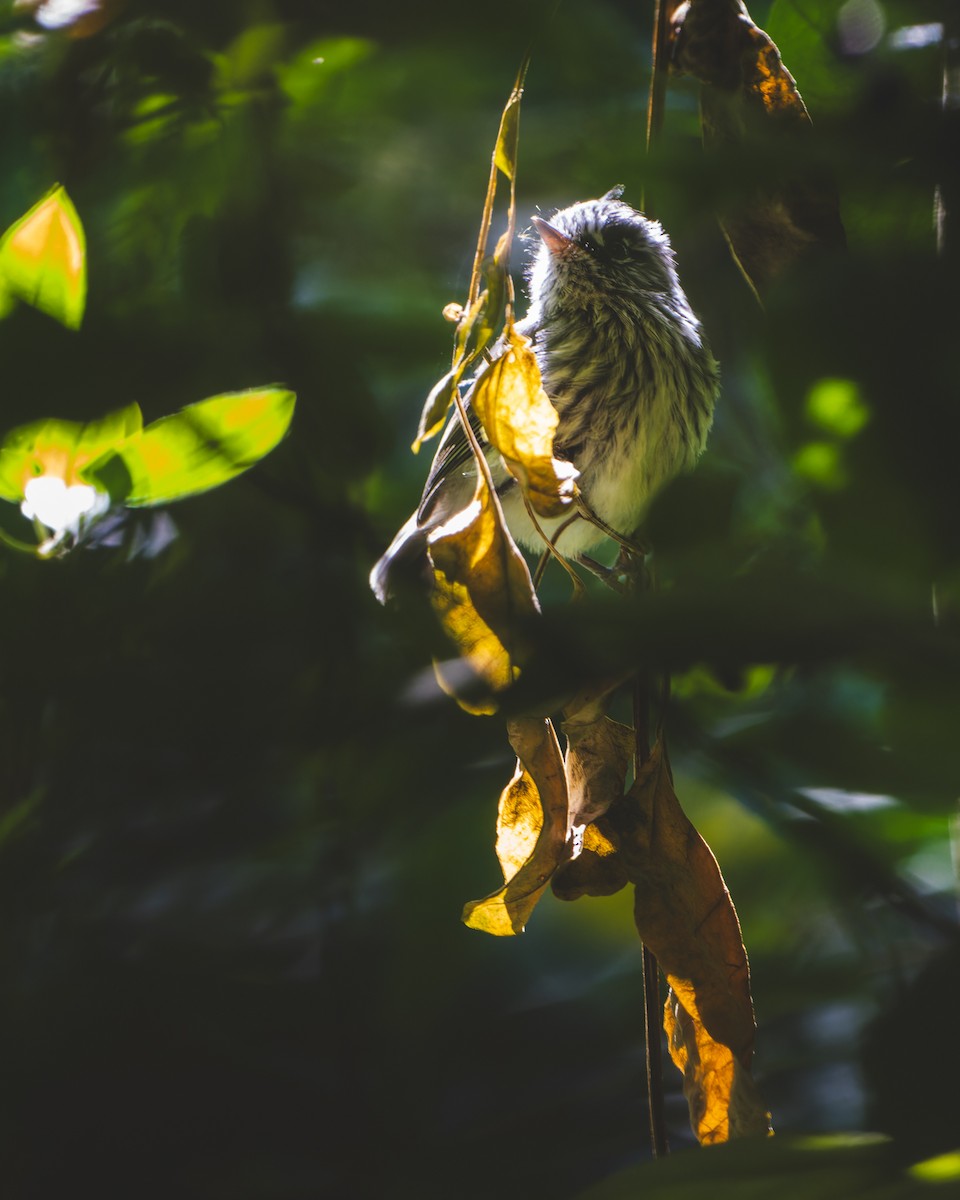 Tufted Tit-Tyrant - ML625597299