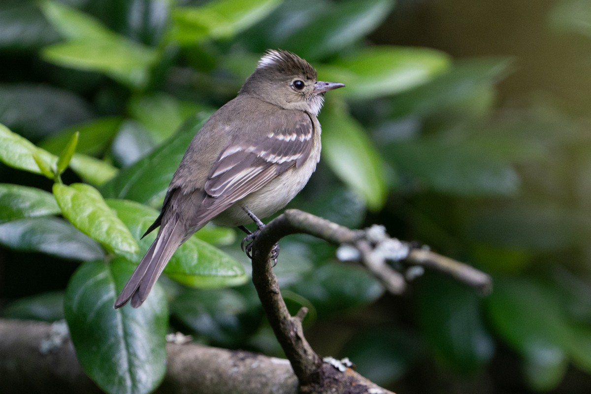 White-crested Elaenia - ML625597303
