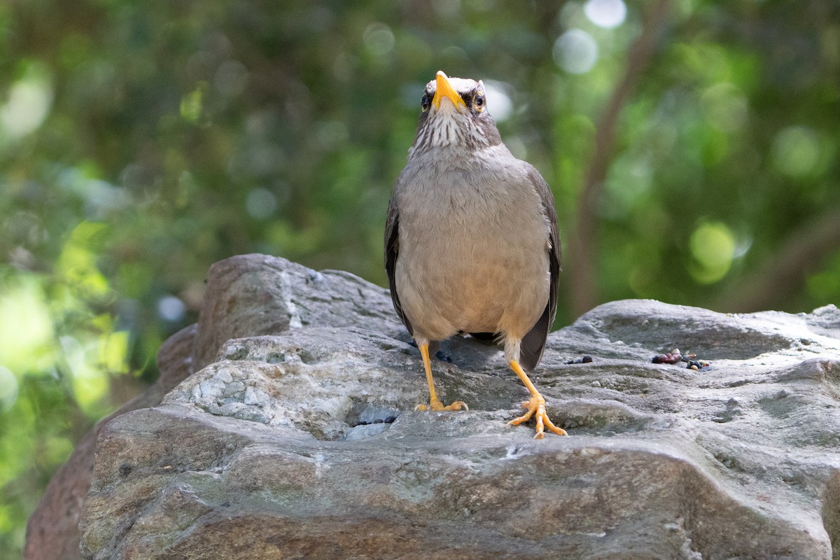 Austral Thrush - ML625597308