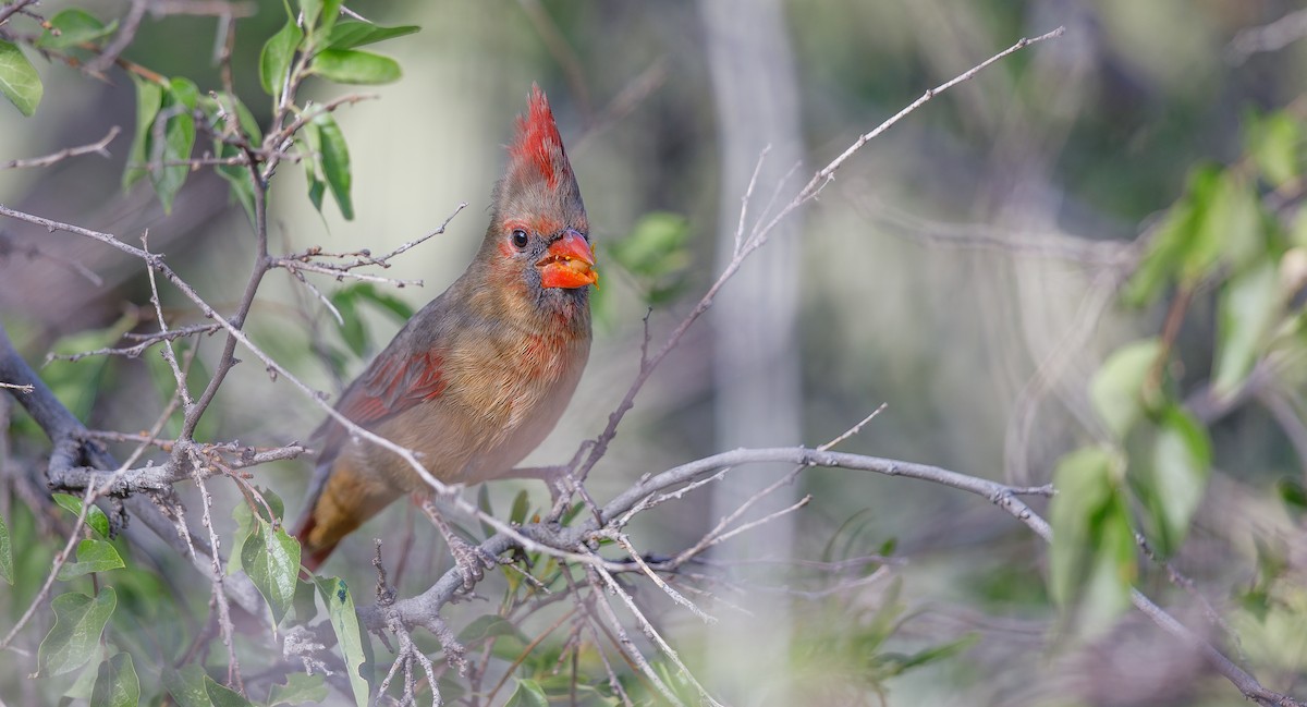 Northern Cardinal - Michael Sadat