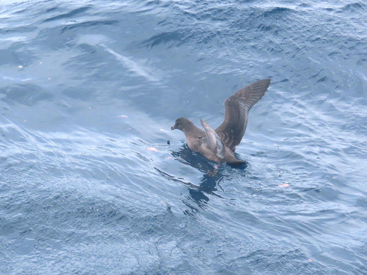 Short-tailed Shearwater - ML625597336