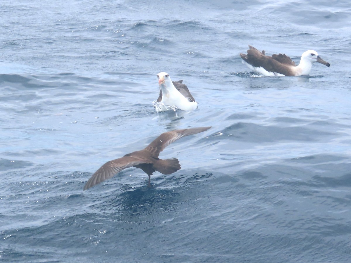 Wedge-tailed Shearwater - ML625597341