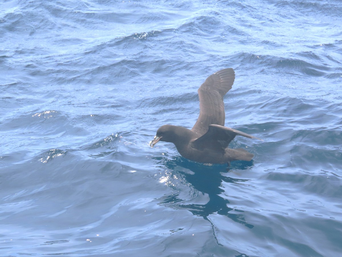 White-chinned Petrel - ML625597347