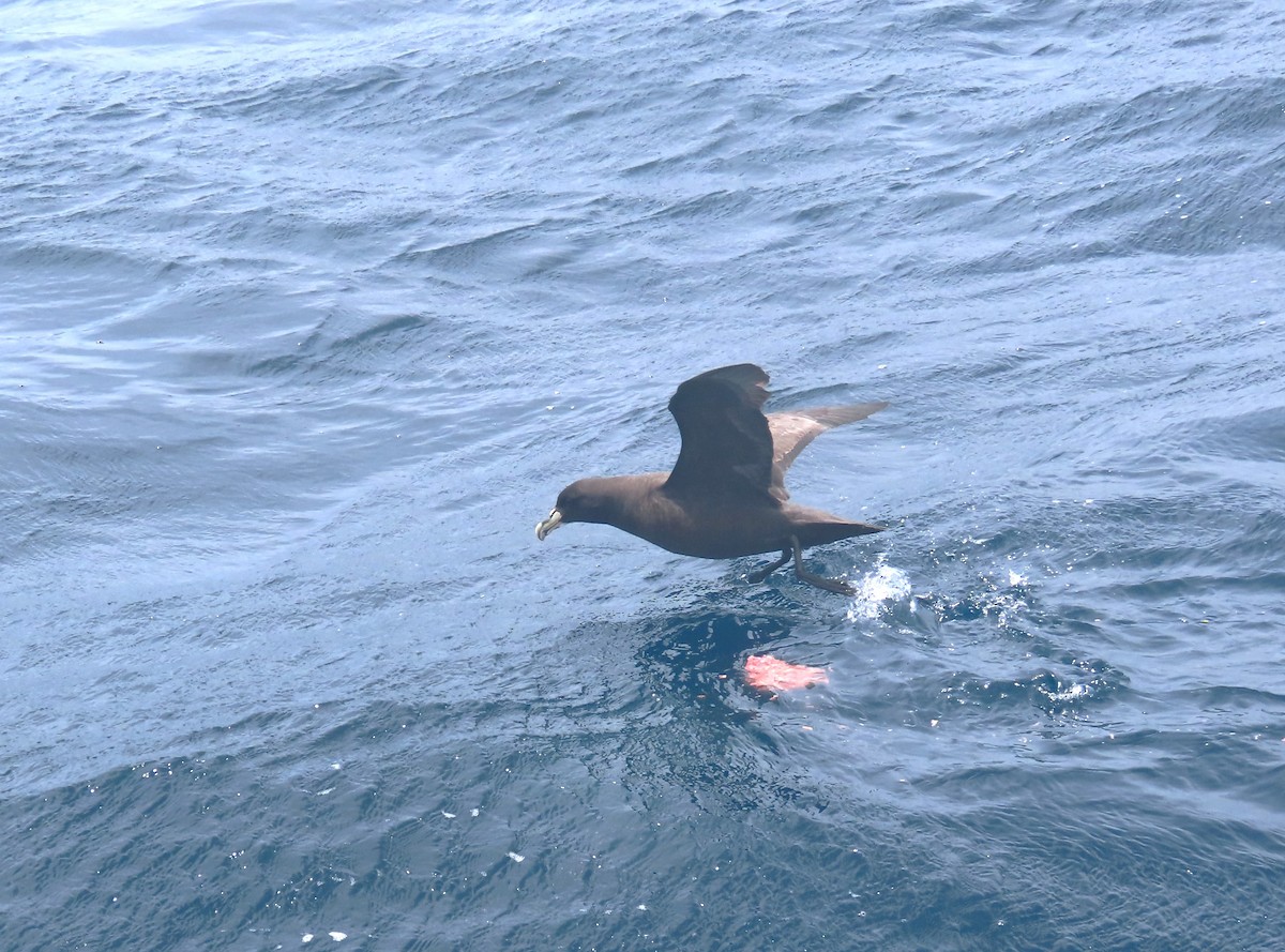 White-chinned Petrel - ML625597348