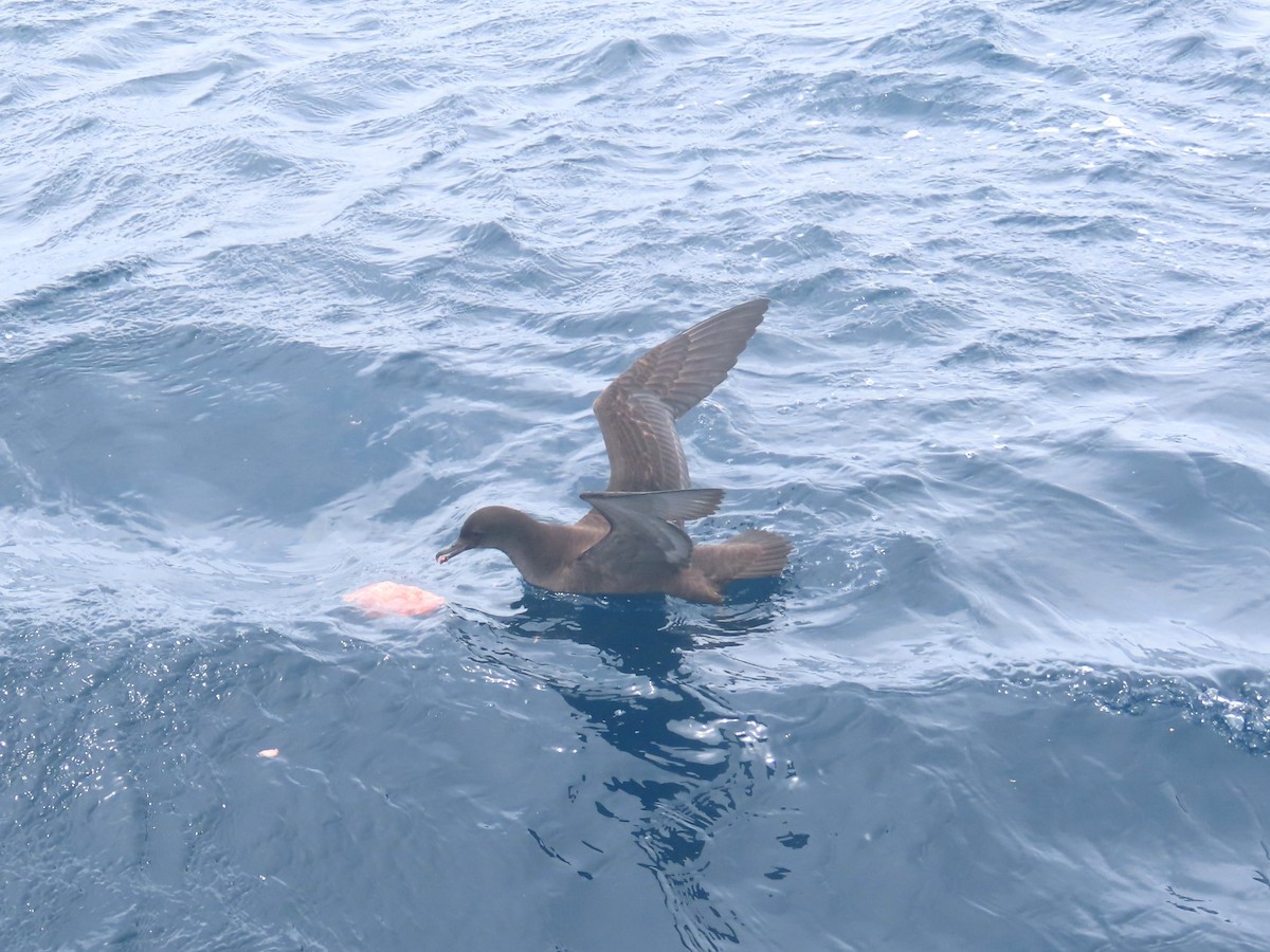 Short-tailed Shearwater - ML625597356