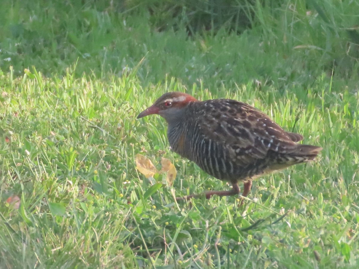 Buff-banded Rail - ML625597386