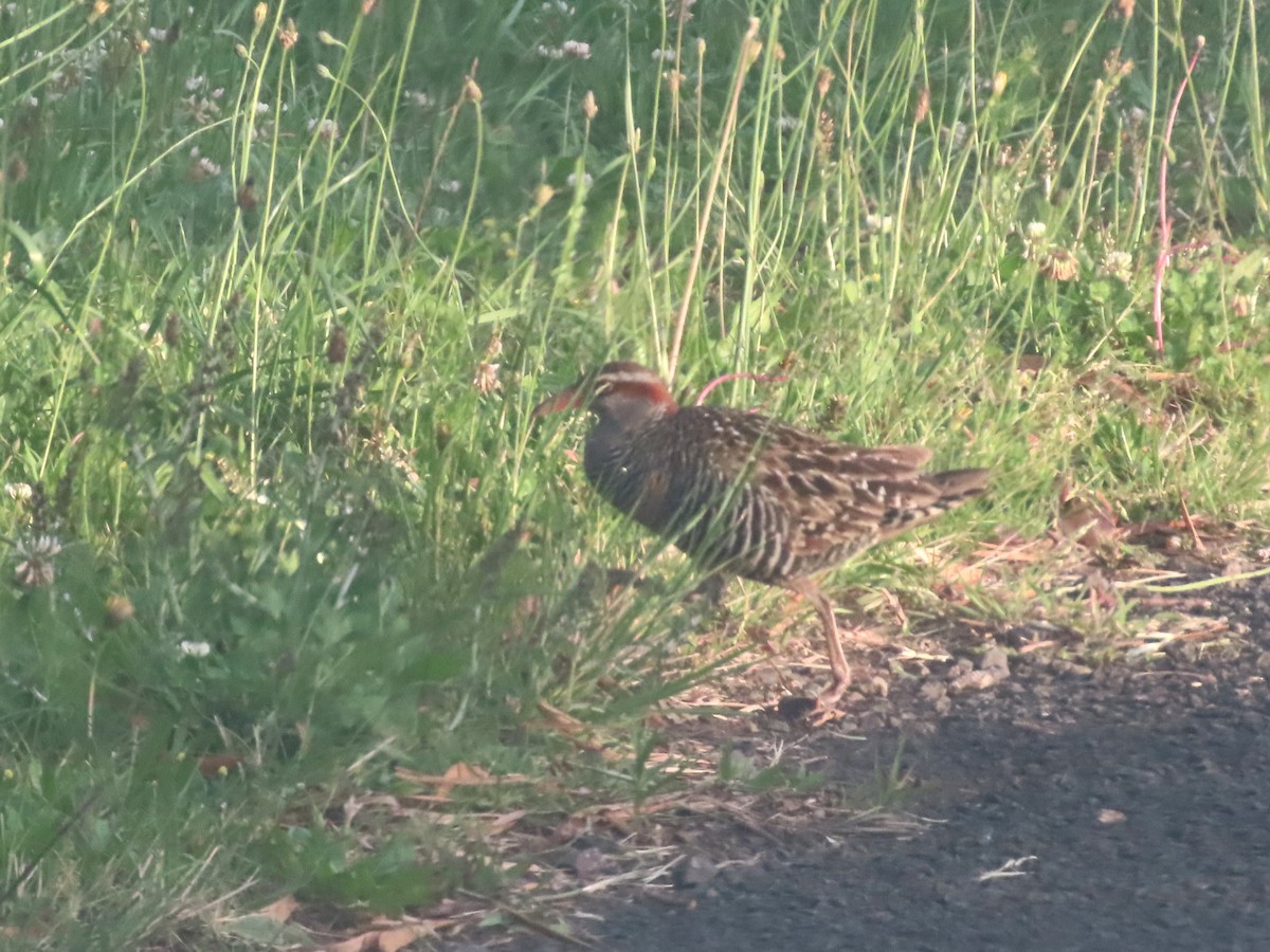 Buff-banded Rail - ML625597387